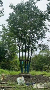 12公分丛生乌桕