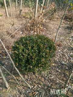 冠幅50厘米小叶黄杨球