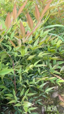 高度30厘米南天竹