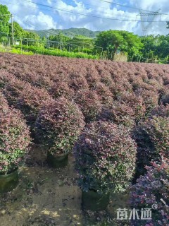 冠幅80厘米红花继木球
