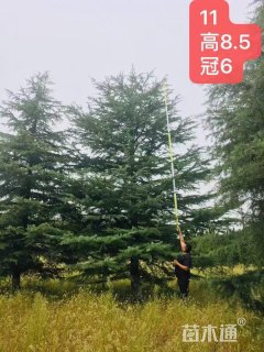 高度900厘米雪松