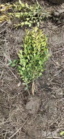 高度35厘米瓜子黄杨小苗