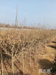 高度90厘米木槿