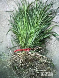 高度40厘米芦荻