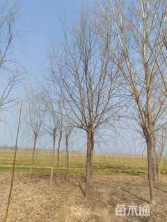 5公分柳树