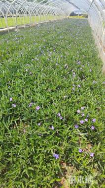 高度30厘米翠芦莉