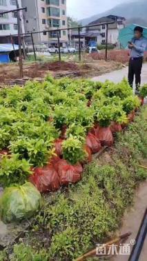 高度80厘米金丝楠木小苗