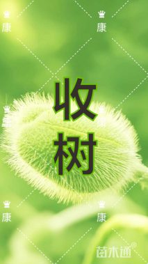 30公分榉树