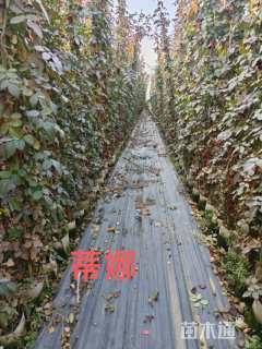 100厘米藤本月季