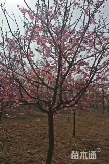 8公分阳光樱