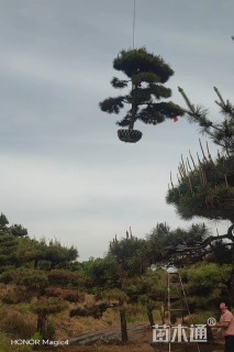 15公分造型黑松