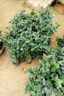 高度40厘米山茶花