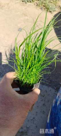 高度15厘米青绿苔草