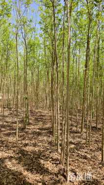5.5公分白蜡