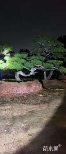 30公分造型松