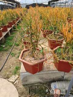 高度100厘米冬珊瑚