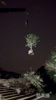 高度220厘米黄皮