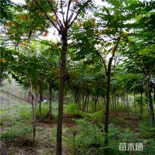 9公分火炬树