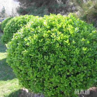 冠幅50厘米大叶黄杨球
