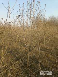 高度300厘米木槿