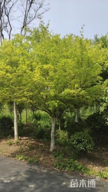 5公分鸡爪槭