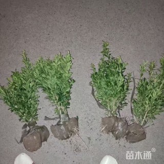 高度30厘米雀舌黄杨