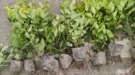 高度40厘米金森女贞小苗