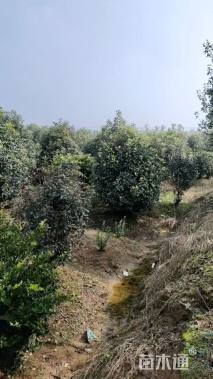 高度300厘米中华石楠