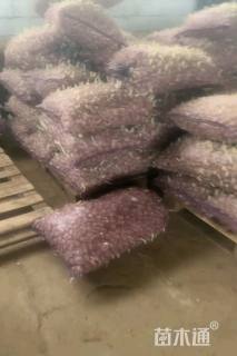 藏红花种球