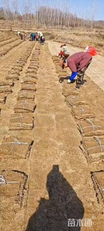 草卷状百慕大草