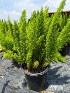 高度30厘米狐尾天门冬