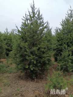原生苗白皮松