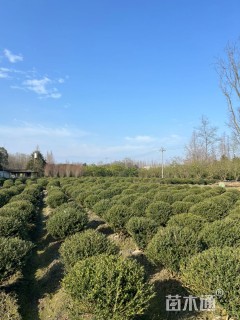 高度100厘米龟甲冬青