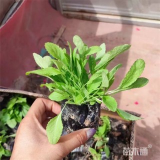 高度15厘米天蓝鼠尾草