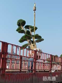 30公分造型小叶女贞