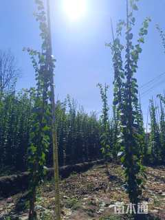 高度150厘米三角梅藤条