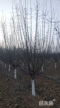 12公分甜茶海棠