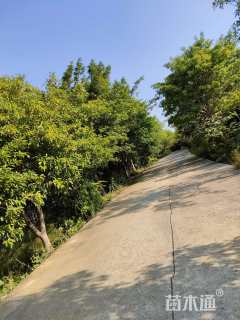 15公分木奶果
