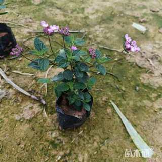 高度15厘米紫花马樱丹