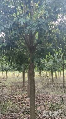 13公分大叶女贞