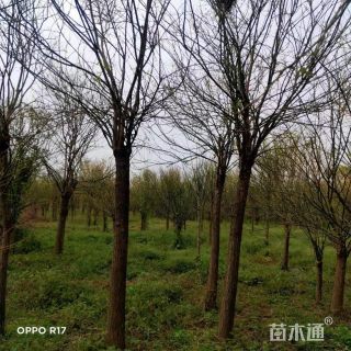 15公分金叶槐