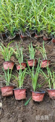 高度15厘米金边阔叶麦冬