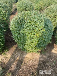 冠幅120厘米小叶女贞球