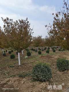 14公分日本晚樱