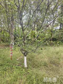 10公分垂丝海棠