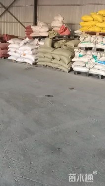 万寿菊种子
