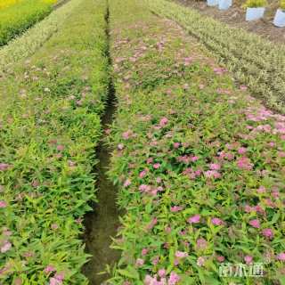 高度20厘米粉花绣线菊