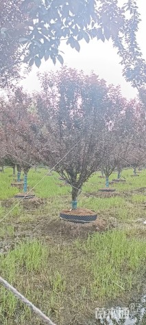 10公分紫叶李
