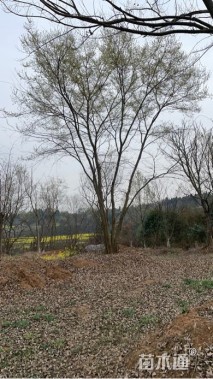 30公分朴树