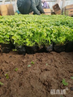 基地大量出售草花炸浆草